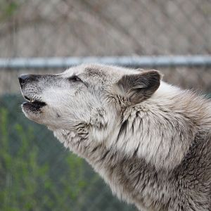 Gray wolf howling
