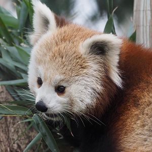 Western red panda