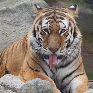 Amur tiger