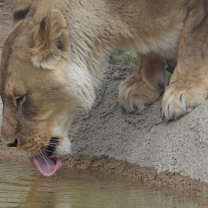 African lion drinking