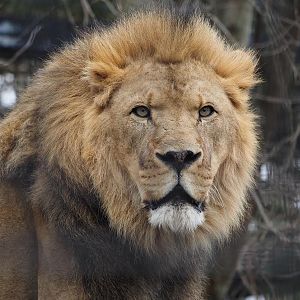 African lion