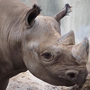 Eastern black rhinoceros