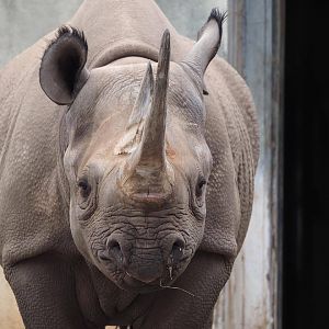 Eastern black rhinoceros
