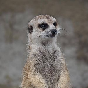 Meerkat