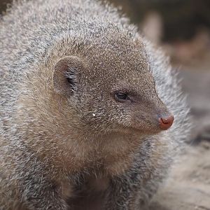 Banded mongoose
