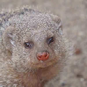 Banded mongoose