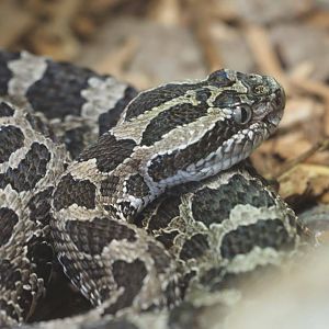 Massasauga rattlesnake
