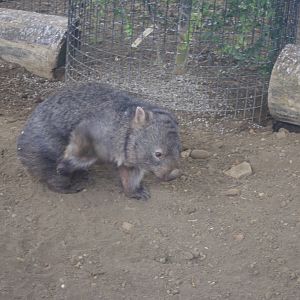 Breeding Male? Mainland Wombat- Hamerton Zoo Park 6/3/2022