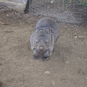 Breeding Male? Mainland Wombat- Hamerton Zoo Park 6/3/2022
