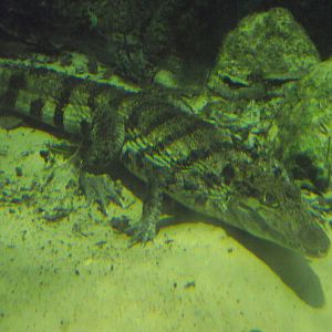 Spectacled Caiman - Zooparc de Beauval - 01/2022