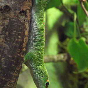 Madagascar Day Gecko - Zooparc de Beauval - 04/2014