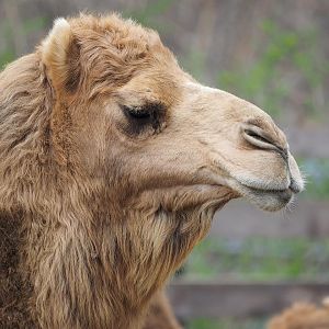 Dromedary camels