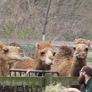 Dromedary camels getting fed