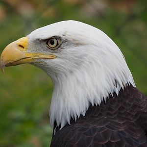 Bald eagle