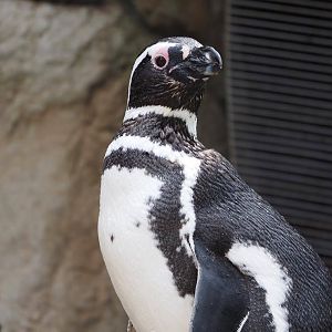Magellanic penguin