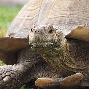 African spurred tortoise