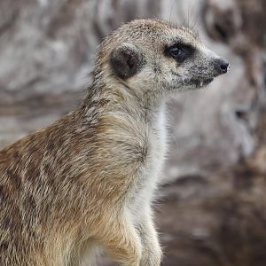 Meerkat