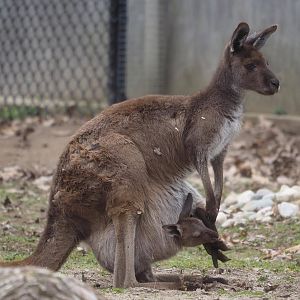 Western gray kangaroo with joey