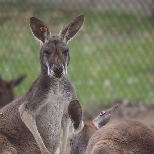 Red and western gray kangaroos