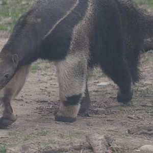 Giant anteater