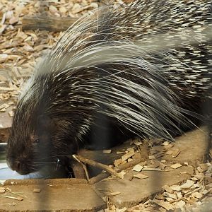 Cape porcupine