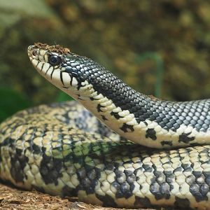 Giant Malagasy hognose snake