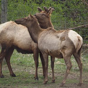 Emmett (bull elk) and cow