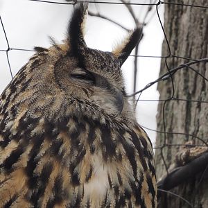 Eurasian eagle owl