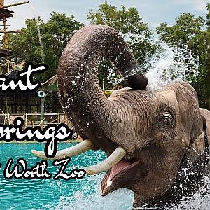 The Elephant Springs | Fort Worth Zoo | Ep. 22 (Virtual Zoo Tours YouTube)