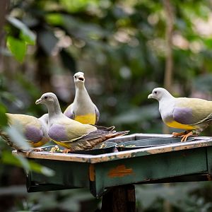Bruce's Green Pigeons