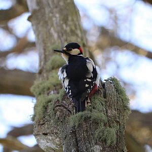 Northern great spotted woodpecker (Dendrocopos major major)