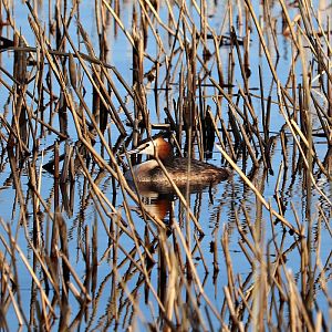 Eurasian great crested grebe (Podiceps cristatus cristatus)