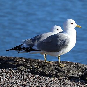 Eurasian common gull (Larus canus canus)