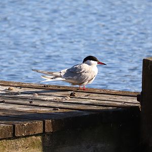 Western common tern (Sterna hirundo hirundo)