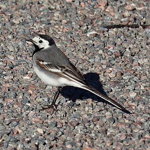 European white wagtail (Motacilla alba alba)