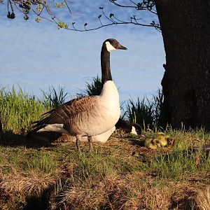 Canada geese (Branta canadensis) with goslings