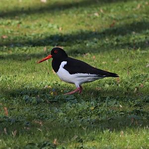 European oystercatcher (Haematopus ostralegus ostralegus)