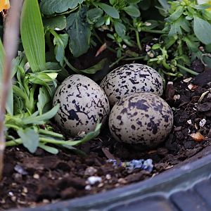 Nest of European oystercatcher (Haematopus ostralegus ostralegus)