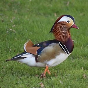 Mandarin duck (Aix galericulata)