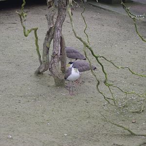 Wattled Plover- Hamerton Zoo Park 6/3/2022
