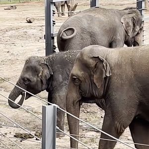 Anjalee Taronga Western Plains Zoo 2