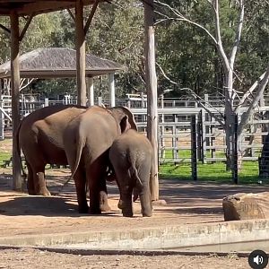 Anjalee Taronga Western Plains zoo 1