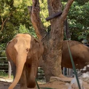 Pregnant elephant Melbourne Zoo