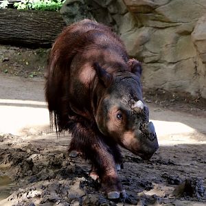 Harapan the Sumatran Rhinoceros (My 1000th Photo on Zoochat!)