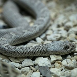Santa Catalina Rattlesnake (Crotalus catalinensis)