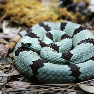 Banded Rock Rattlesnake (Crotalus lepidus klauberi)