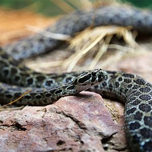 Mexican Lance-headed Rattlesnake (Crotalus polystictus)