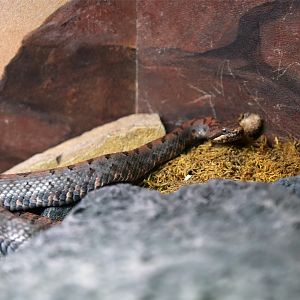 Cross-banded Mountain Rattlesnake (Crotalus transversus)
