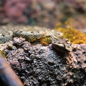 Fan-Si-Pan Horned Pit Viper (Protobothrops cornutus)