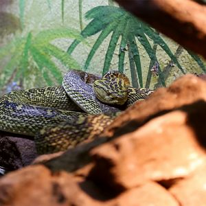 Okinawa Habu (Protobothrops flavoviridis)